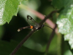 Synanthedon myopaeformis