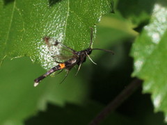 Synanthedon myopaeformis