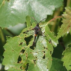 Synanthedon myopaeformis