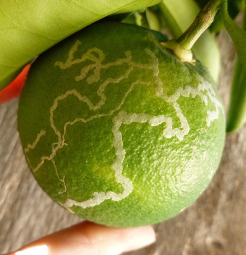 Citrus Peelminer