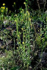 Erysimum marschallianum