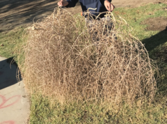 Salsola