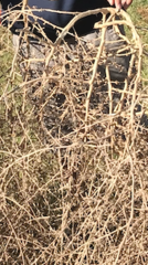 Salsola