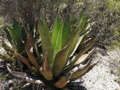 Agave scaposa