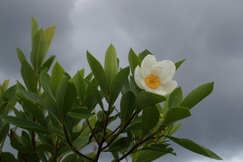loblolly bay (Gordonia lasianthus)