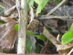 Habronattus paratus