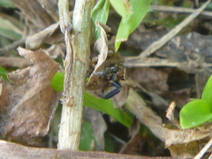 Habronattus paratus