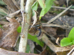 Habronattus paratus
