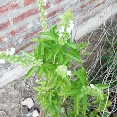 Ocimum carnosum