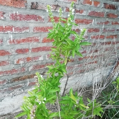 Ocimum carnosum