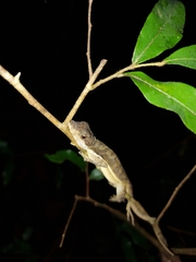 Anolis oxylophus