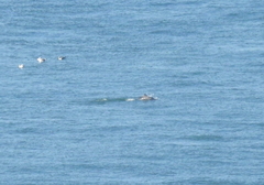 Phocoena phocoena vomerina