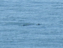 Phocoena phocoena vomerina