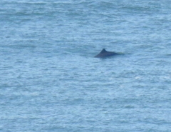 Phocoena phocoena vomerina