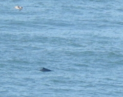 Phocoena phocoena vomerina