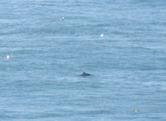 Phocoena phocoena vomerina