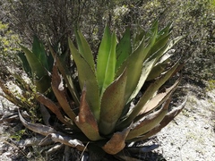 Agave scaposa