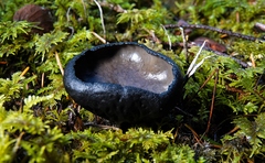 Pseudoplectania