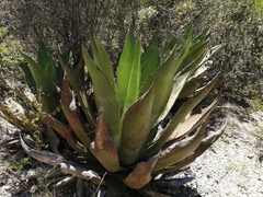 Agave scaposa