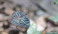 Euryphura achlys