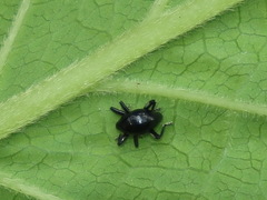 Trigonopterus