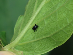 Trigonopterus