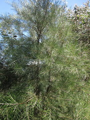 Hakea lissosperma