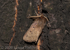 Paracles fusca