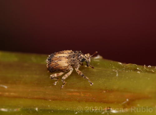 Faustinus Rivaldi (Faustinus)