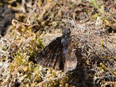 Erynnis lucilius