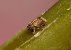 Faustinus cubae