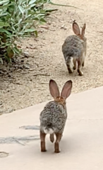 Sylvilagus audubonii