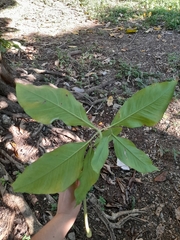Araceae