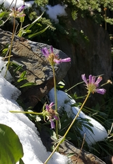 Penstemon heterodoxus