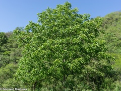 Juglans australis