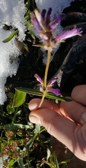 Penstemon heterodoxus