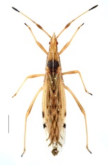 Berytinus striola
