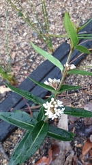 Leichhardtia suaveolens