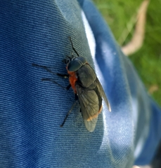 Osca lata