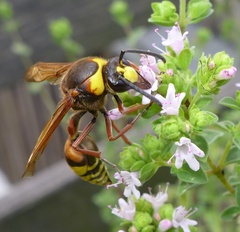 Delta unguiculatum