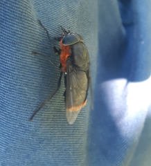 Osca lata