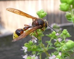 Delta unguiculatum
