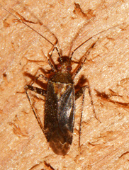 Phytocoris eximius