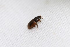 Blackburneus stercorosus