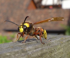 Delta unguiculatum