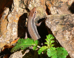 Iberolacerta horvathi