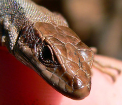 Iberolacerta horvathi