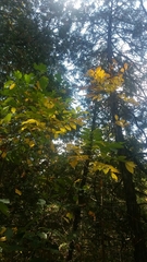 Toxicodendron vernix