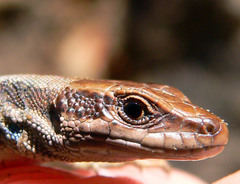 Iberolacerta horvathi