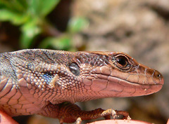 Iberolacerta horvathi